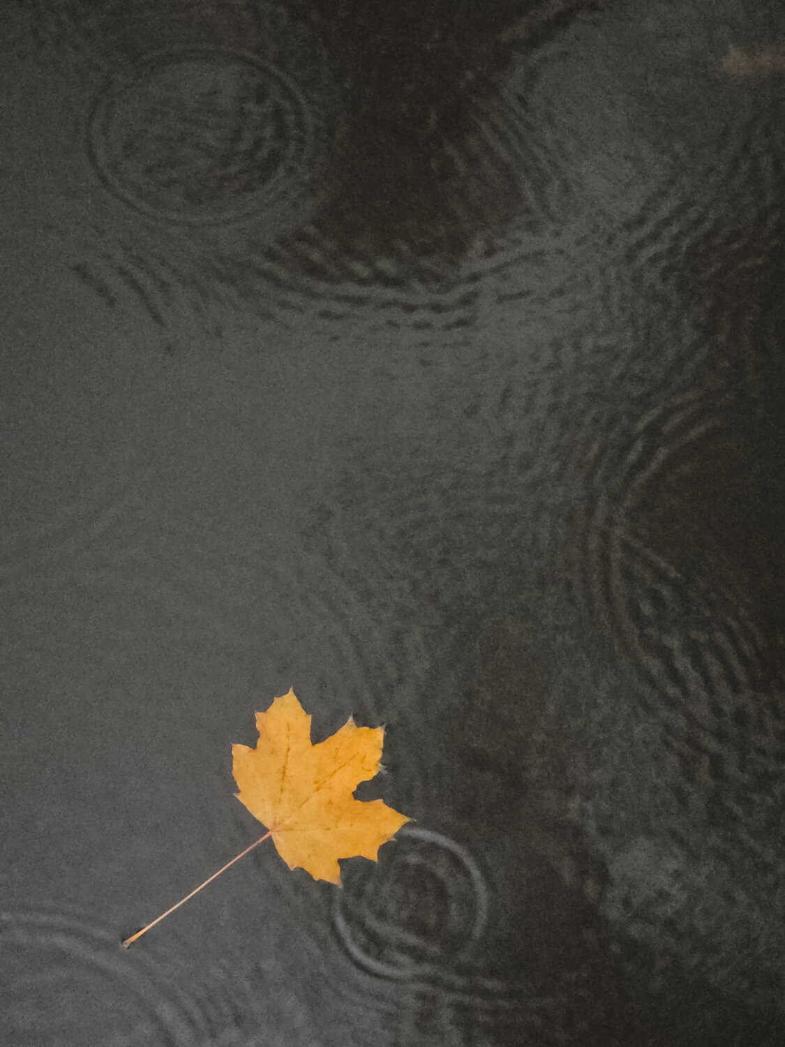 Photo #14141541