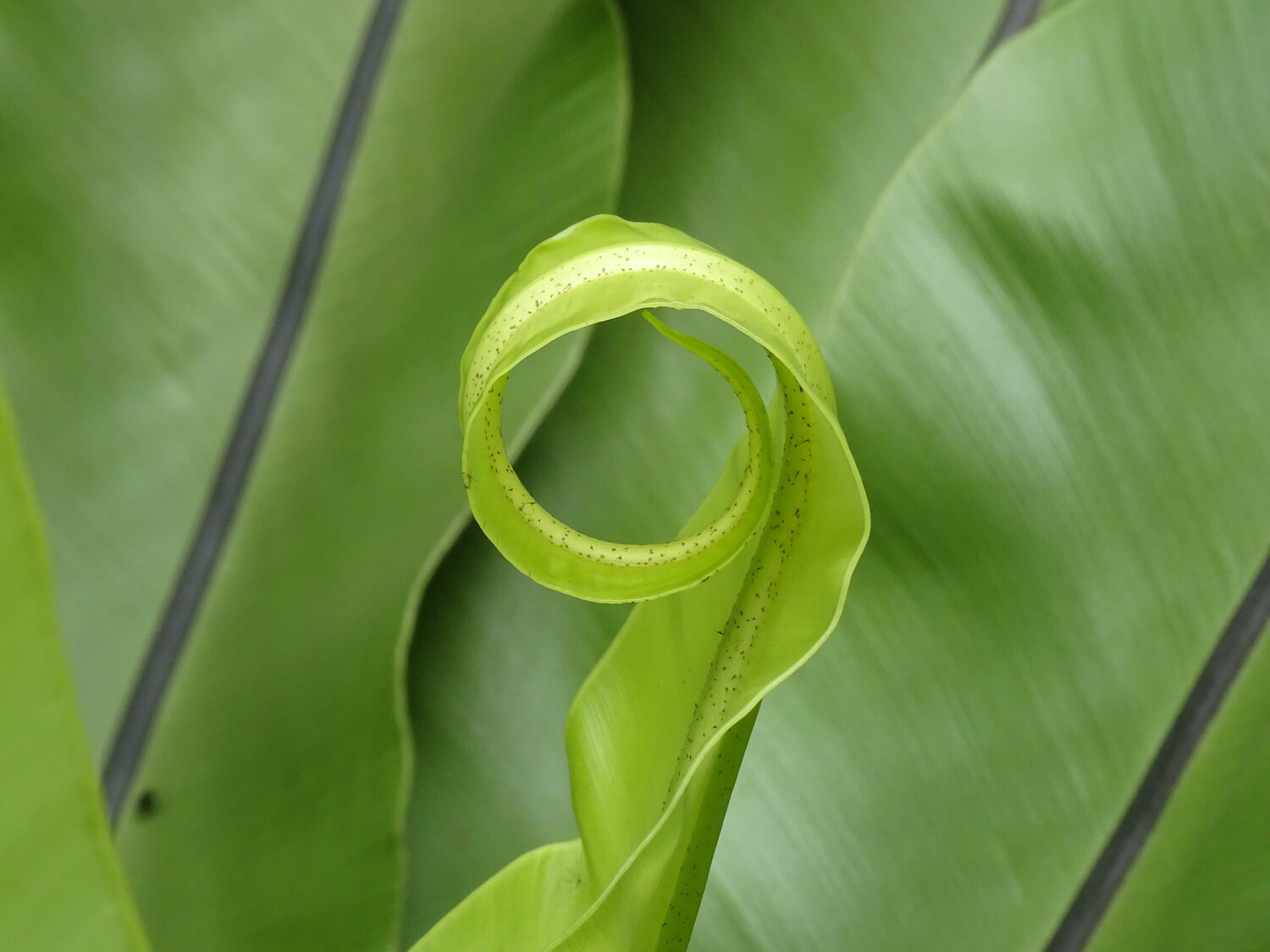 Photo #14141608