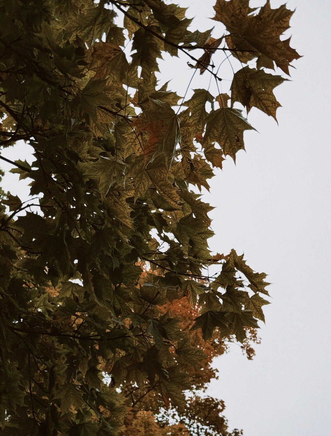 Photo #14141694