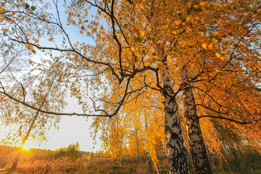 Photograph by Светлана Кавказская