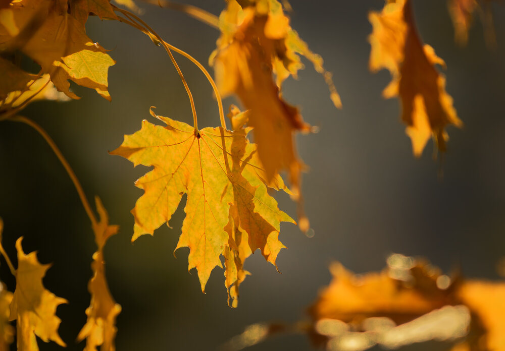 Photograph by Юлия Куликова