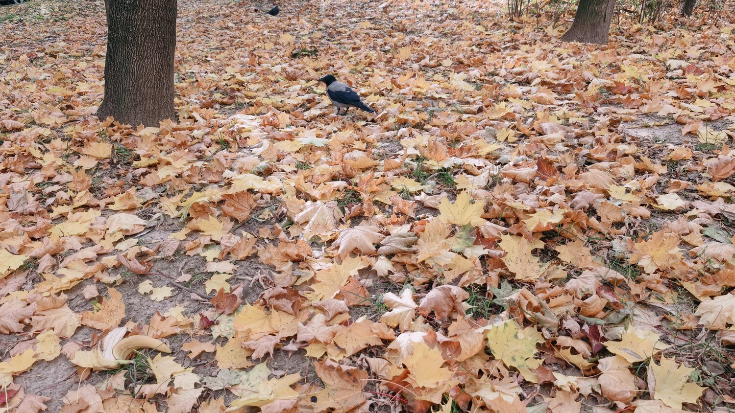 Photo #14142530