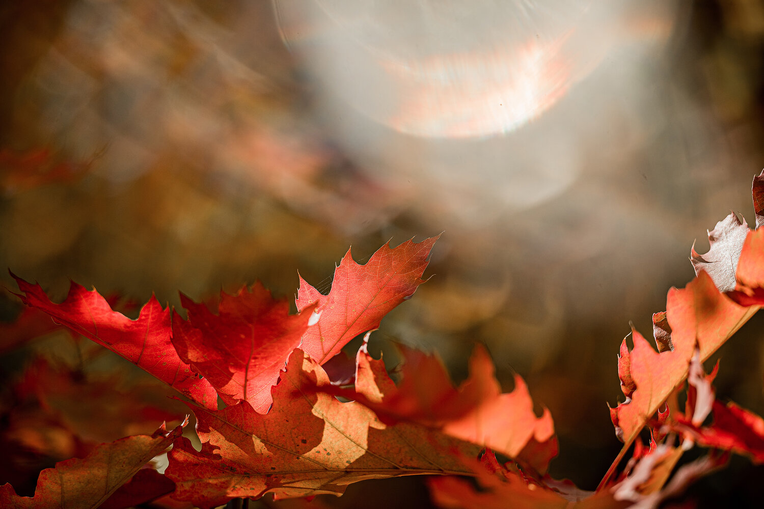 Photo #14142926
