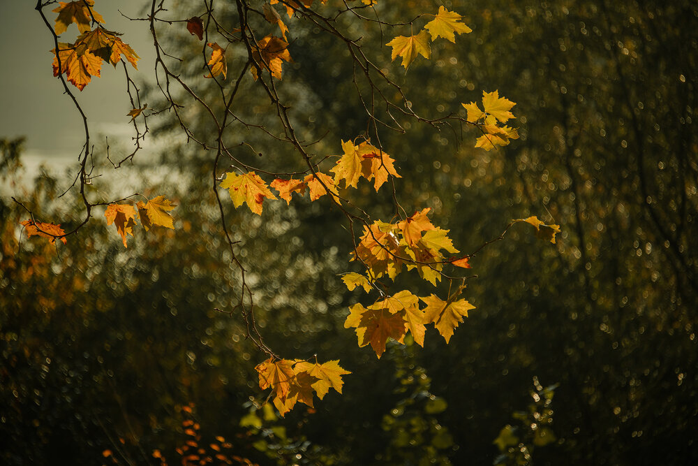 Photograph by Ирина Регульская