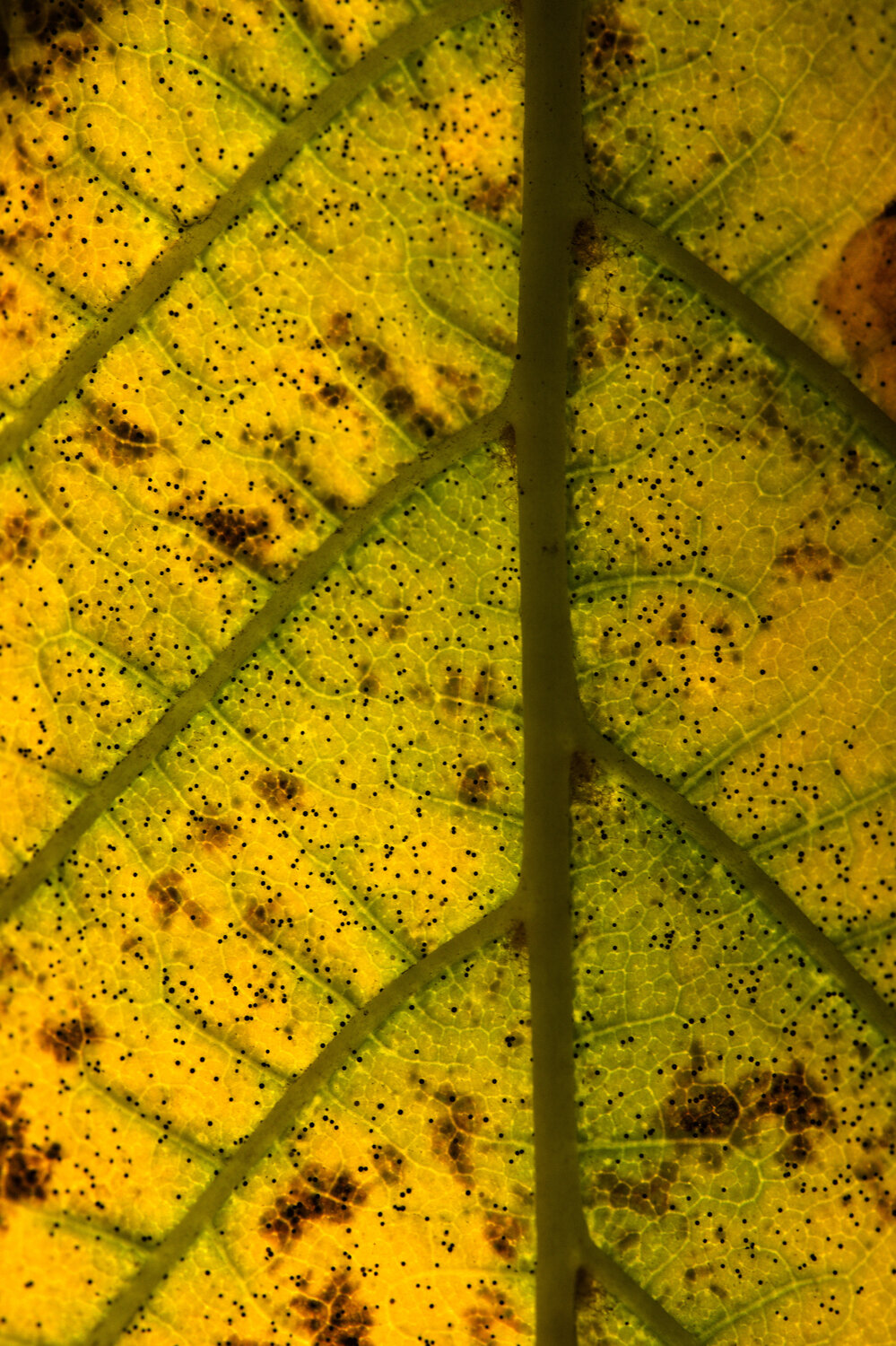 Photo #14142939