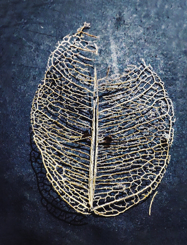 The Veins of Foliage