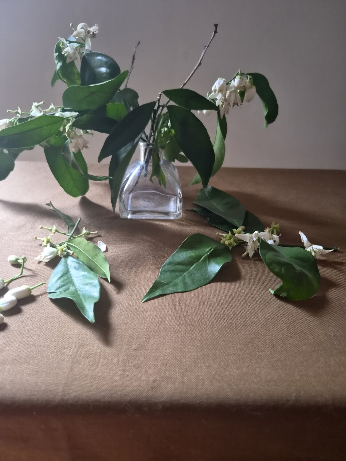 Follaje con flores de arbol naranjero.