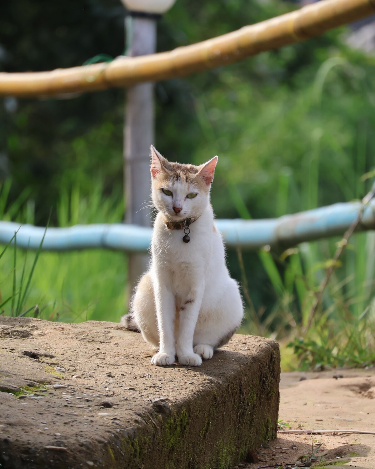 Cats