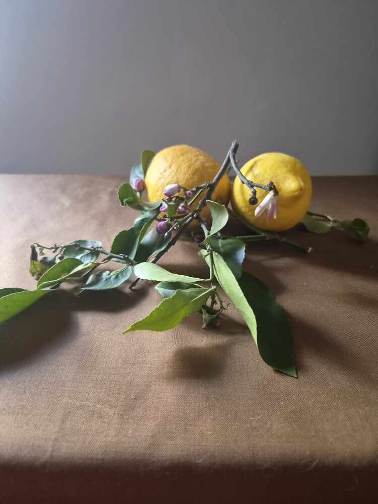 Follaje y flores de limonero.