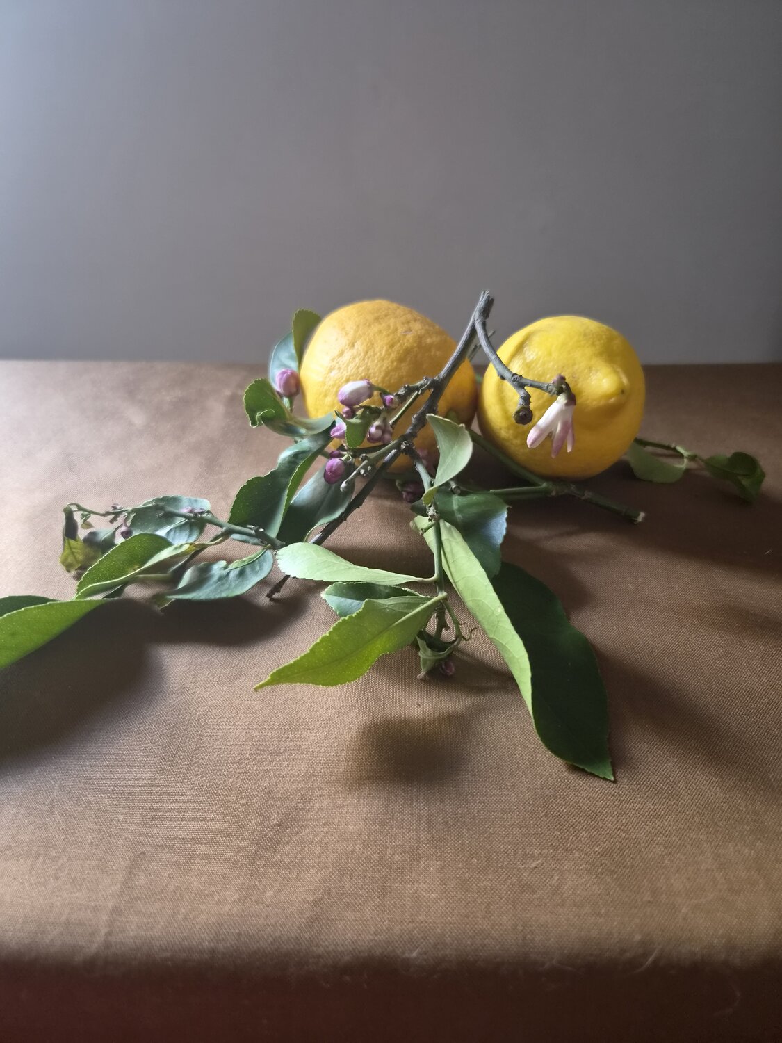 Follaje y flores de limonero.