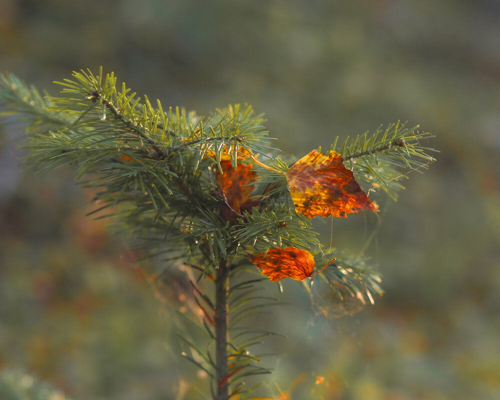 Photograph by Татьяна Кравченко