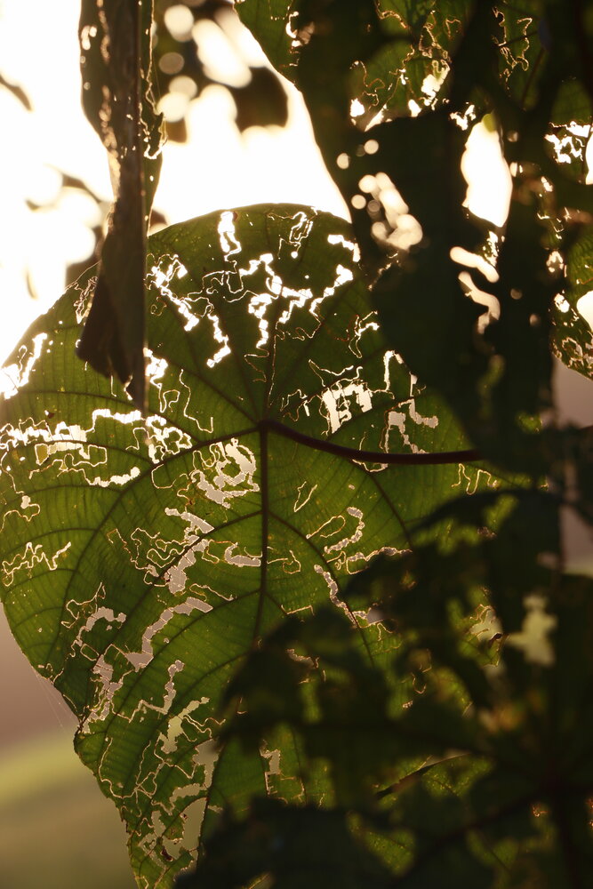 Green leaf with beautiful texture created by insects