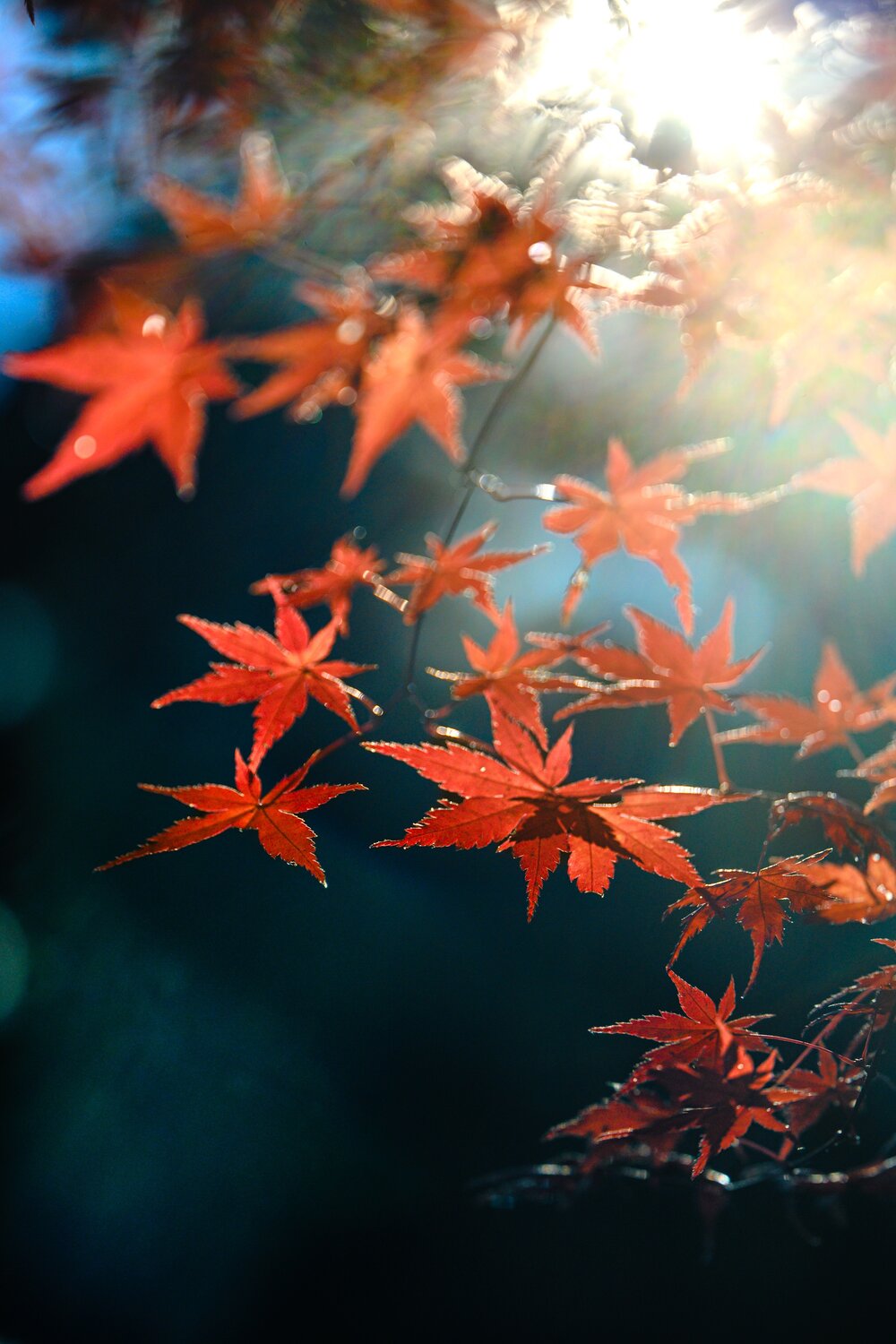 Photo #14144023