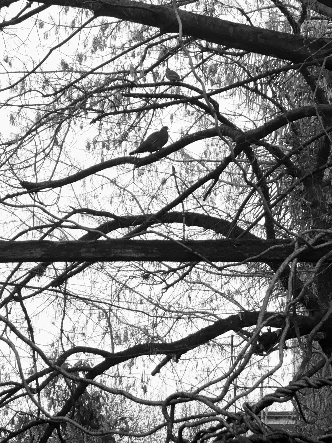 Birds in grey