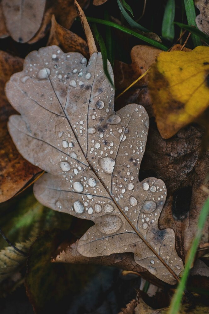 Photograph by Симикова Светлана