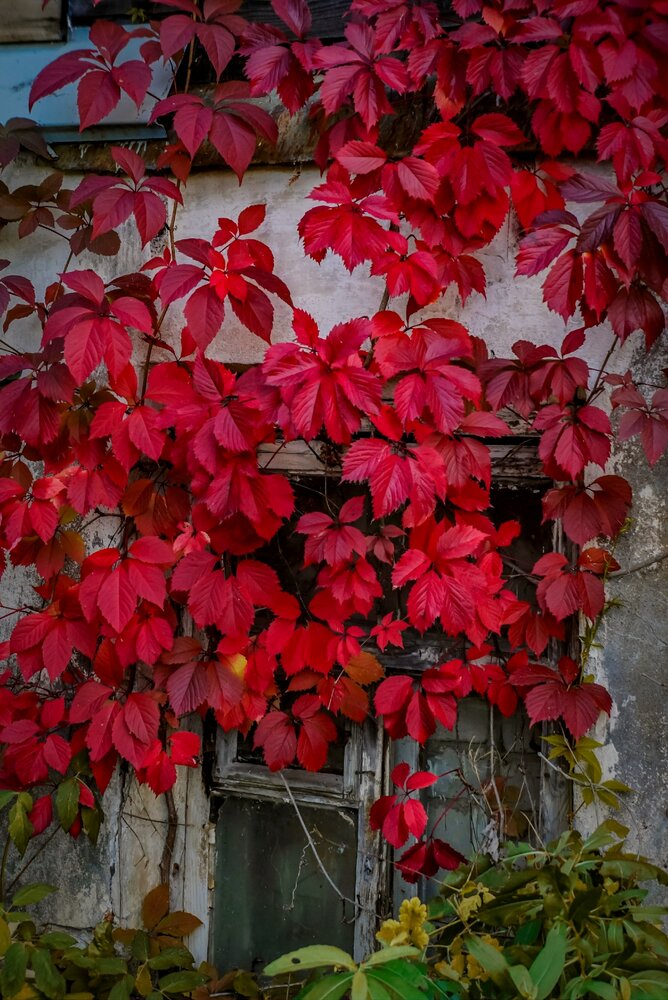 Photograph by Симикова Светлана