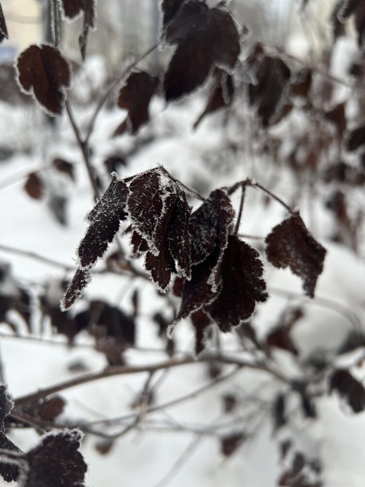 Photograph by Алёна Шипачёва