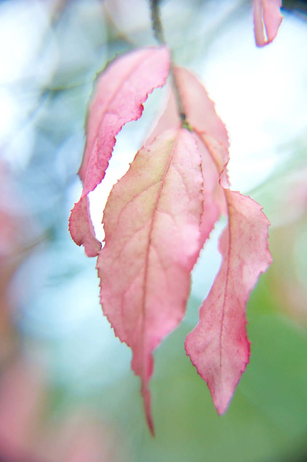 Photo #14144491