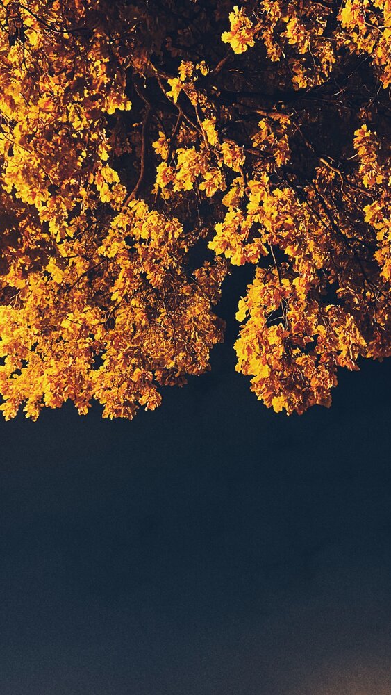 Photograph by Алёна Шипачёва