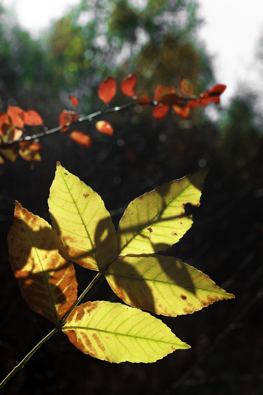 Photo #14144518
