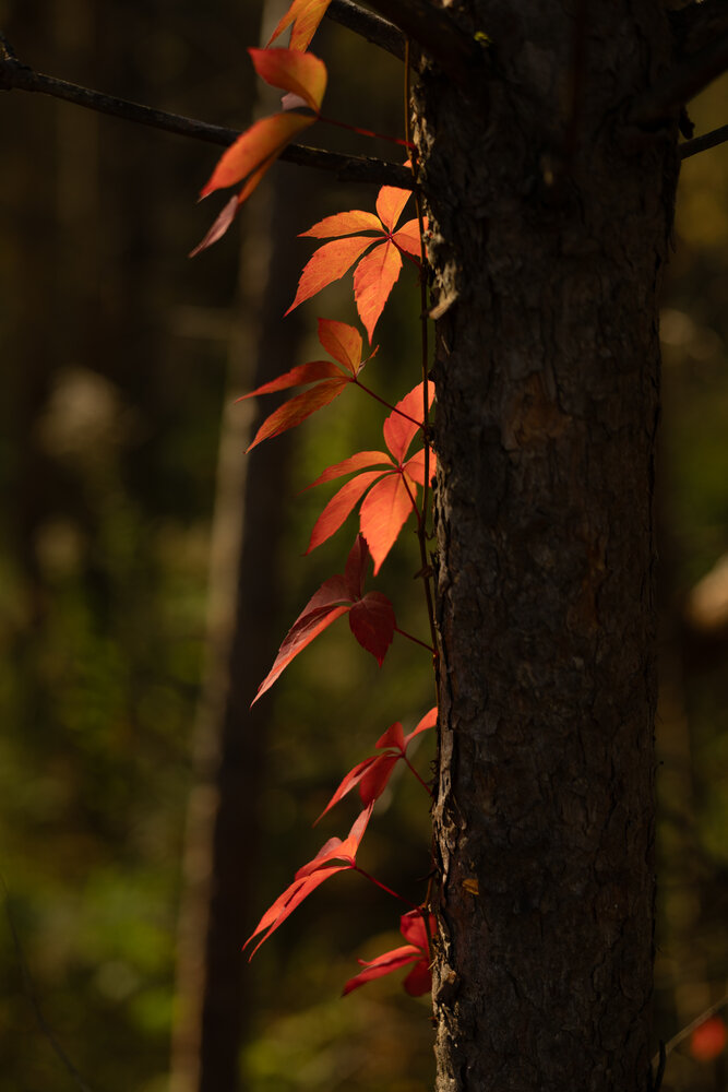 Photograph by Наталья Латыпова