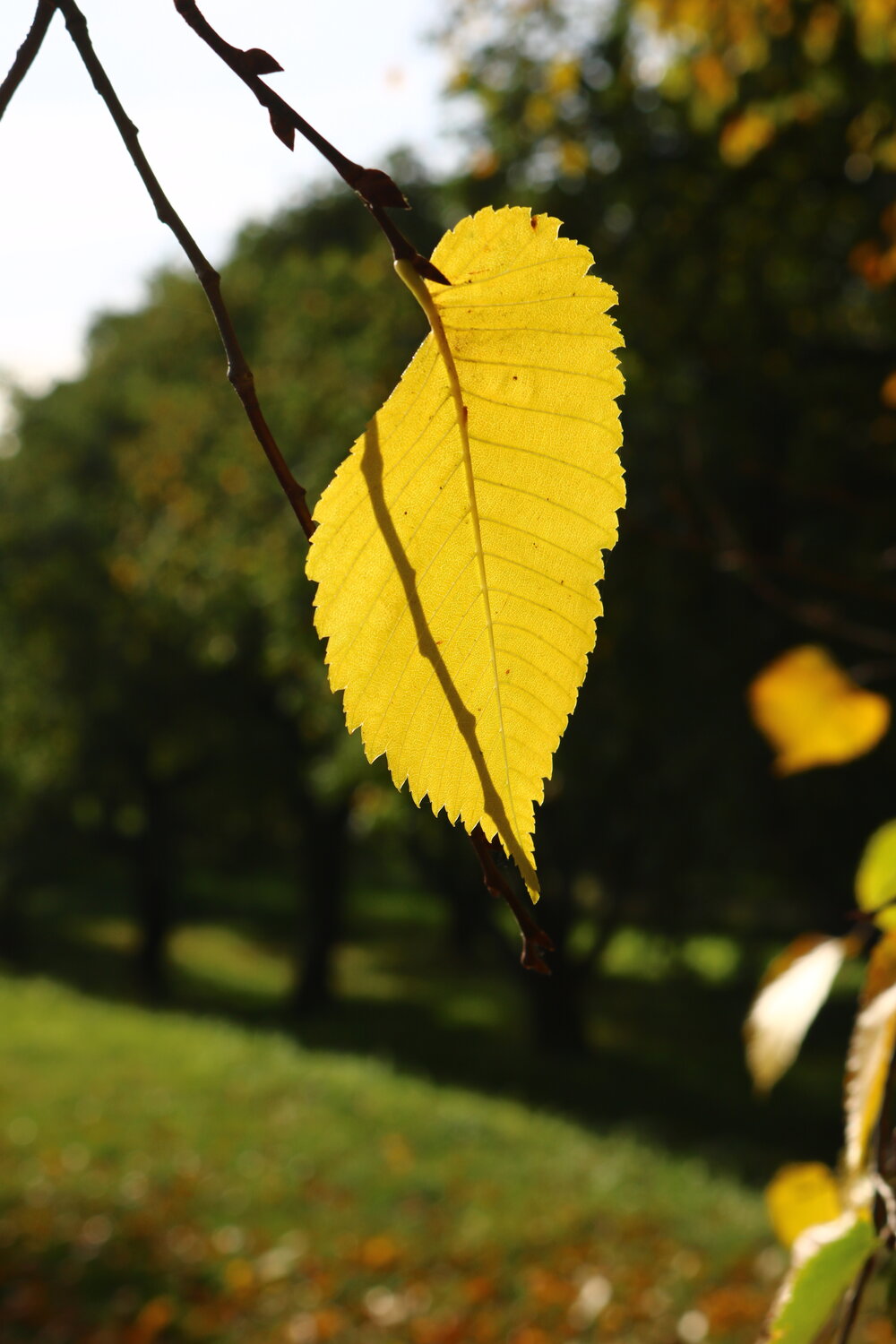 Photo #14144554