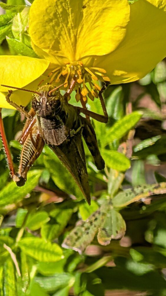 Upclose Grasshopper