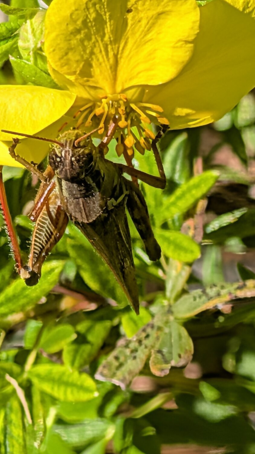 Upclose Grasshopper