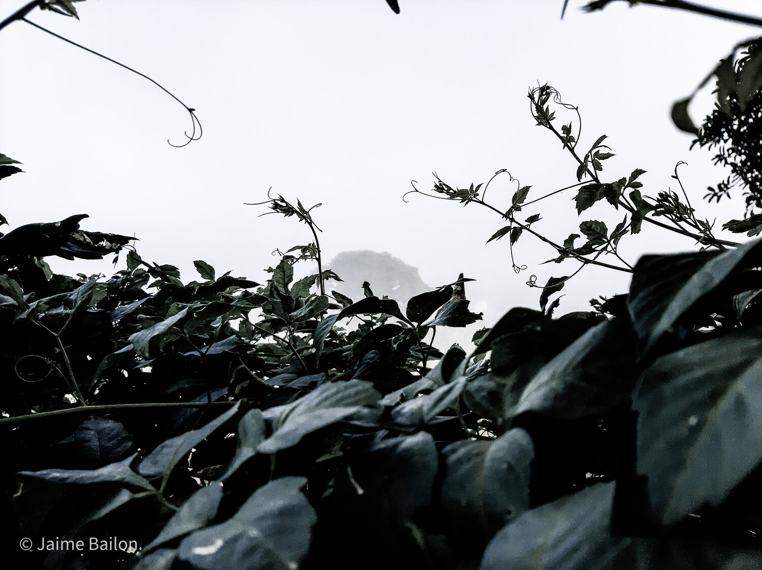 After the rain