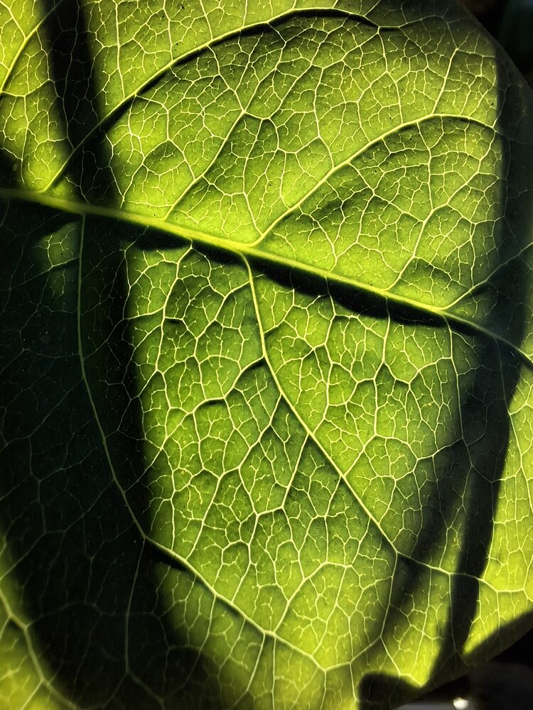 Photograph by Флора Хайбуллина
