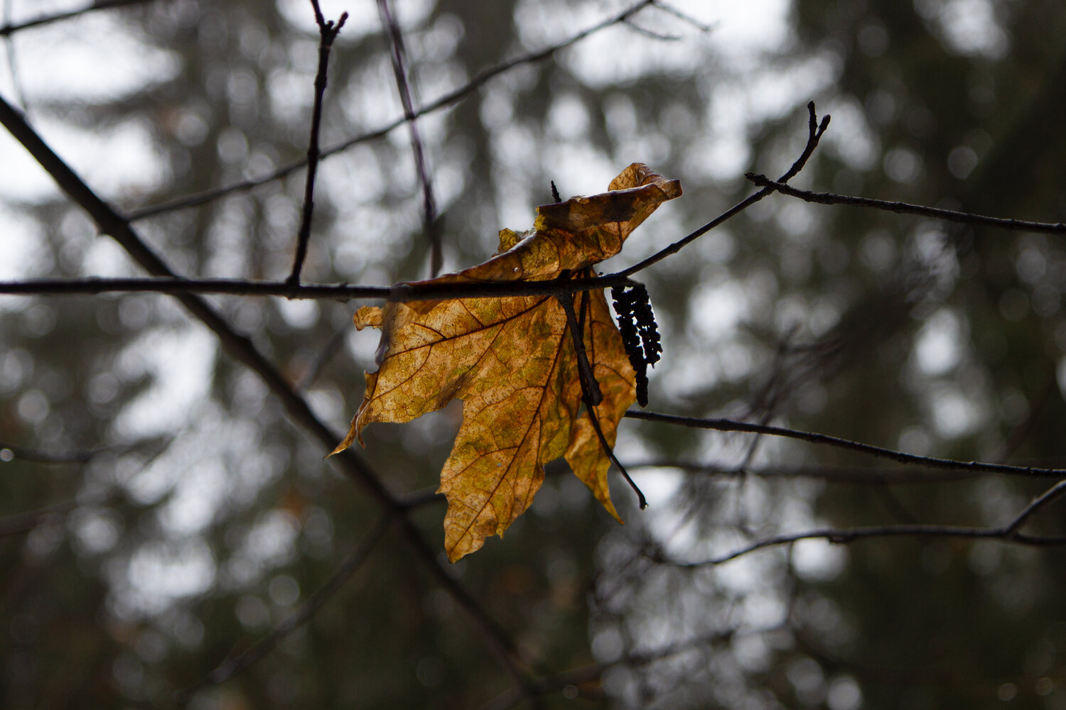 Photo #14145086