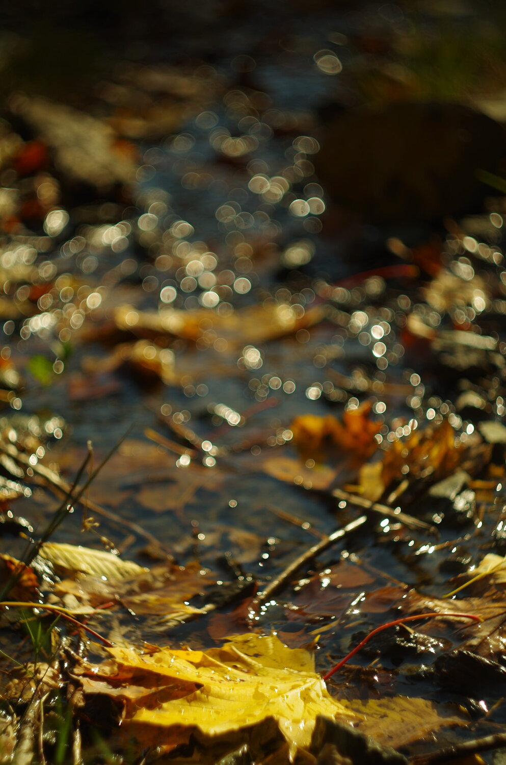 Photo #14145096