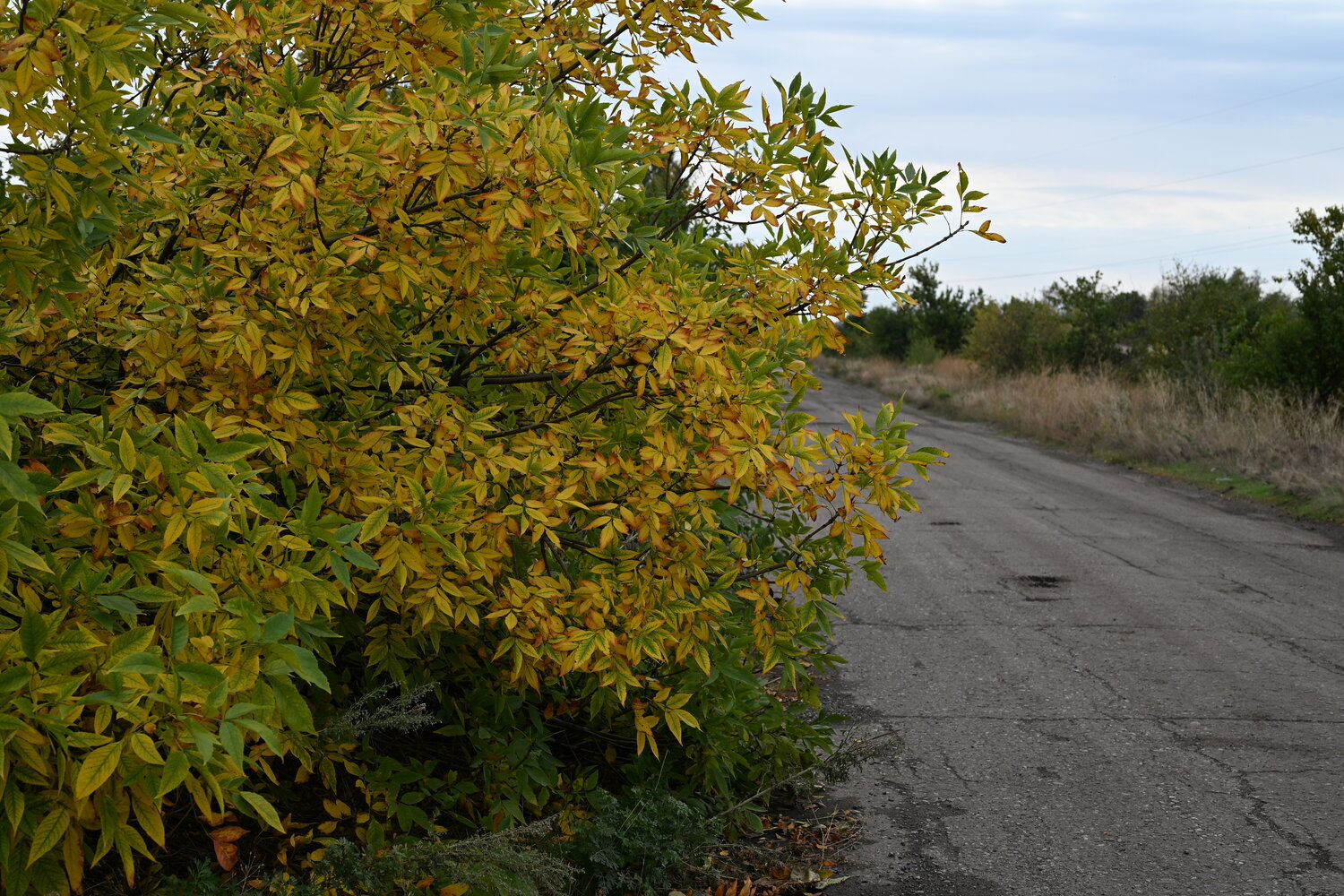 Photo #14145164