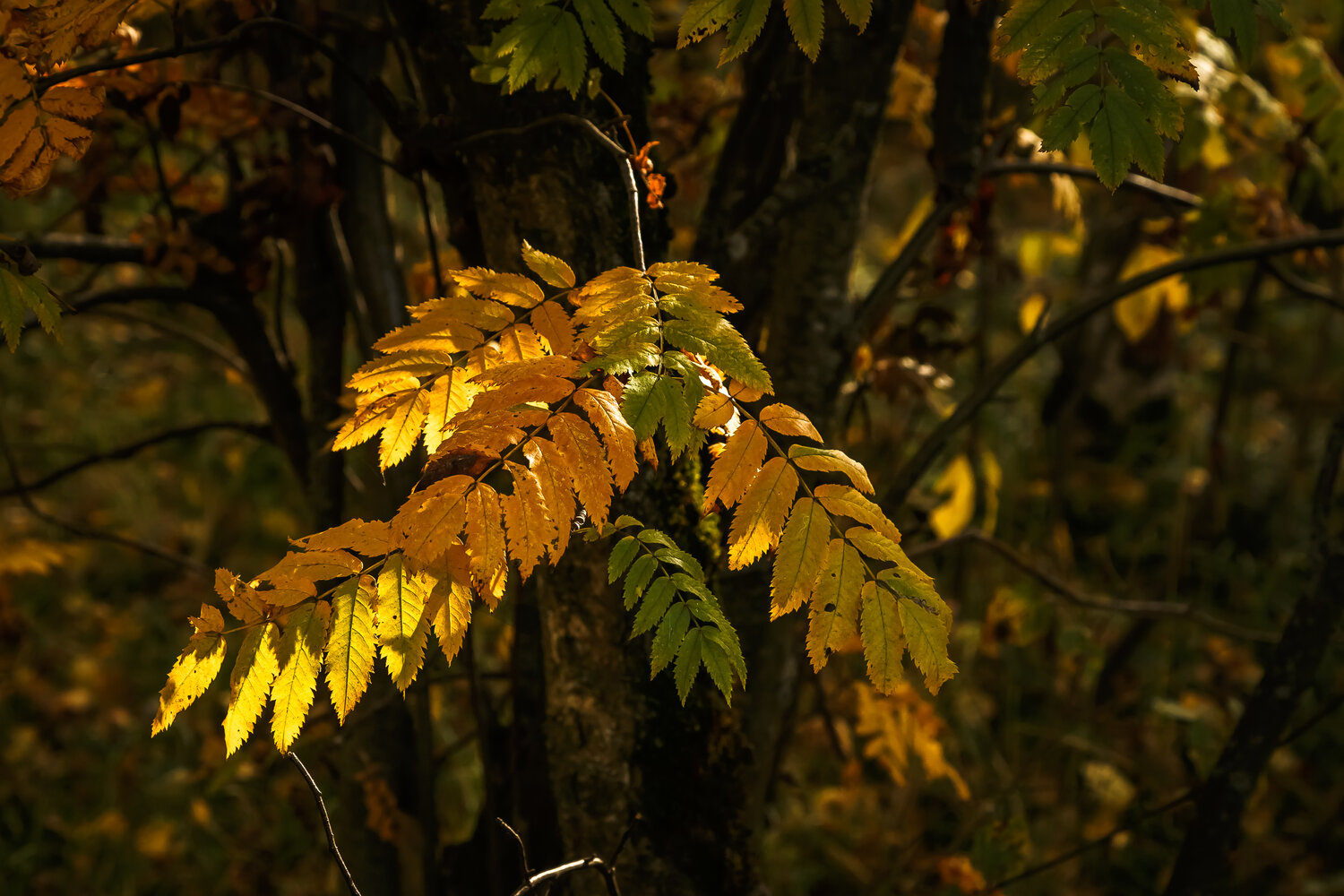 Photo #14145421