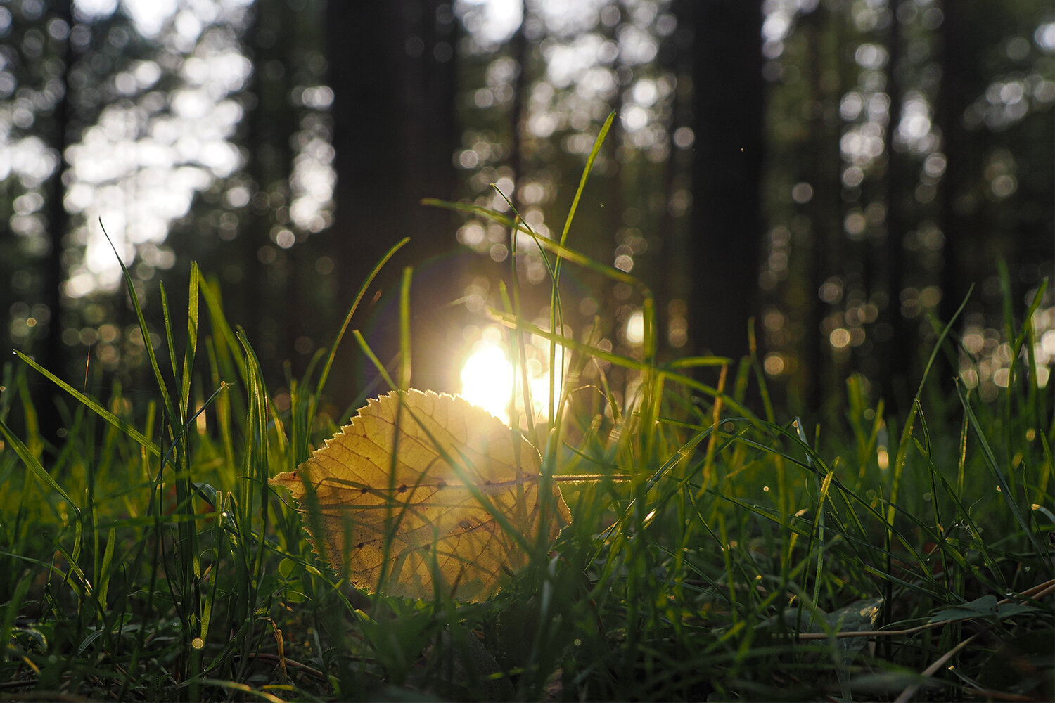 Photo #14145440