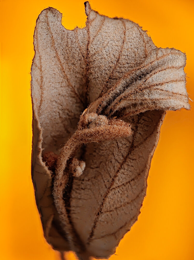 Photograph by achmad kamal kamal
