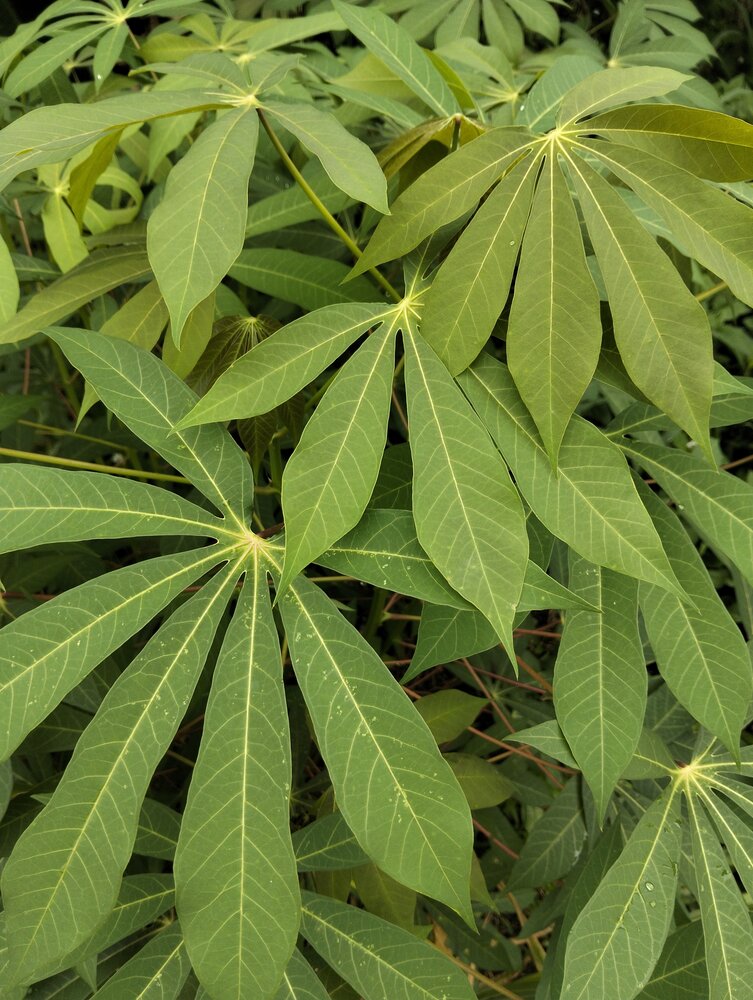 Daun Ubi