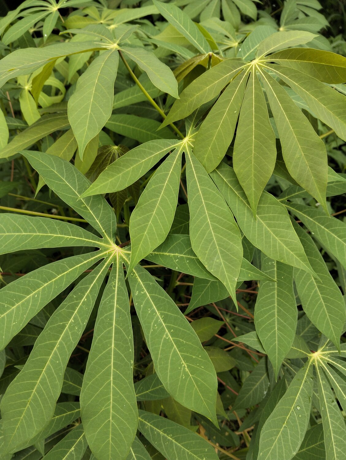 Daun Ubi