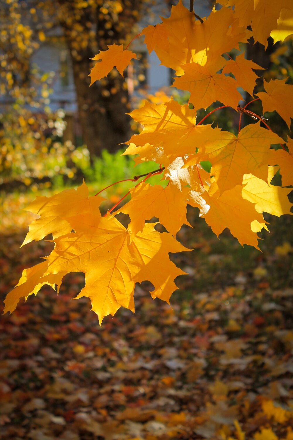 Photo #14145743