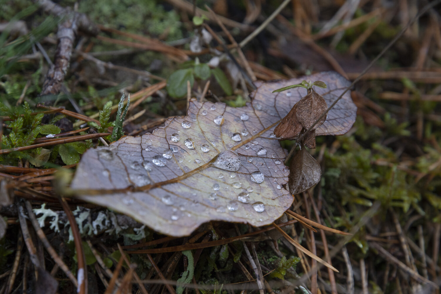 Photo #14145789