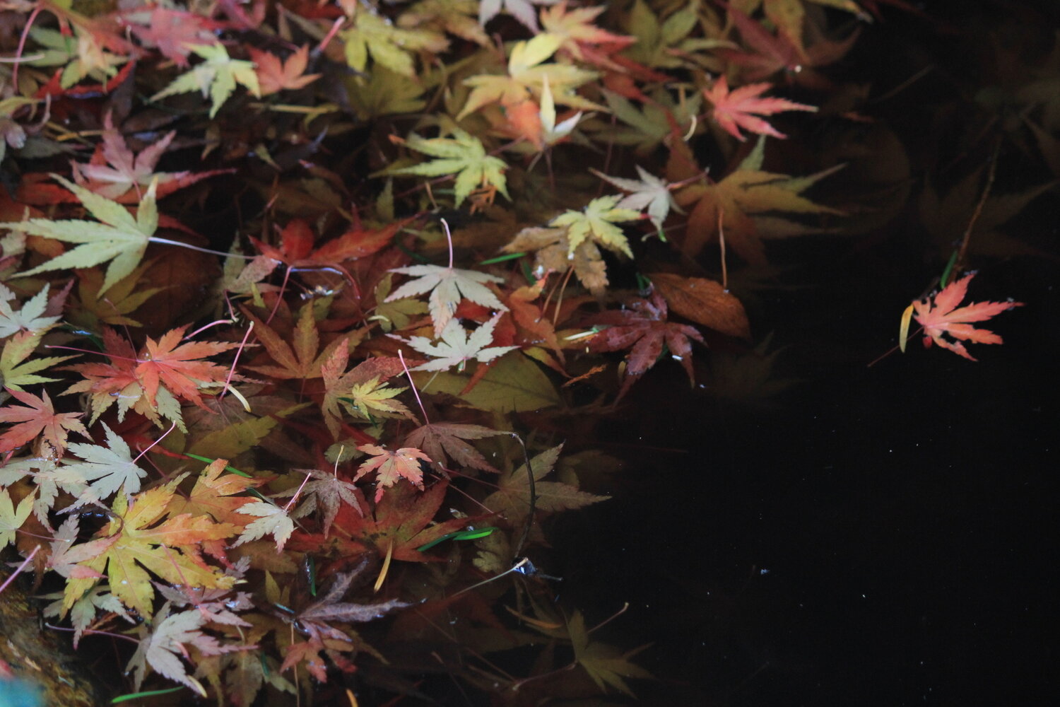 Photo #14145885