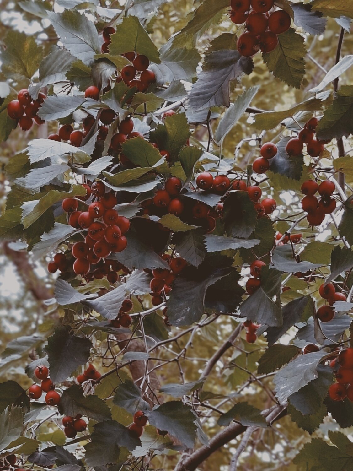 Photo #14146062