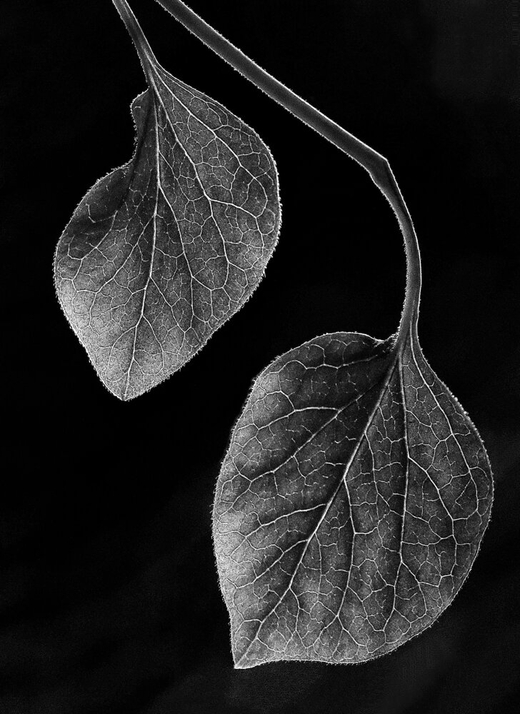 Photograph by Marina Krivitskaya