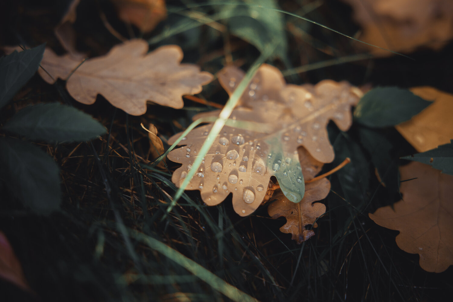 Photo #14146433