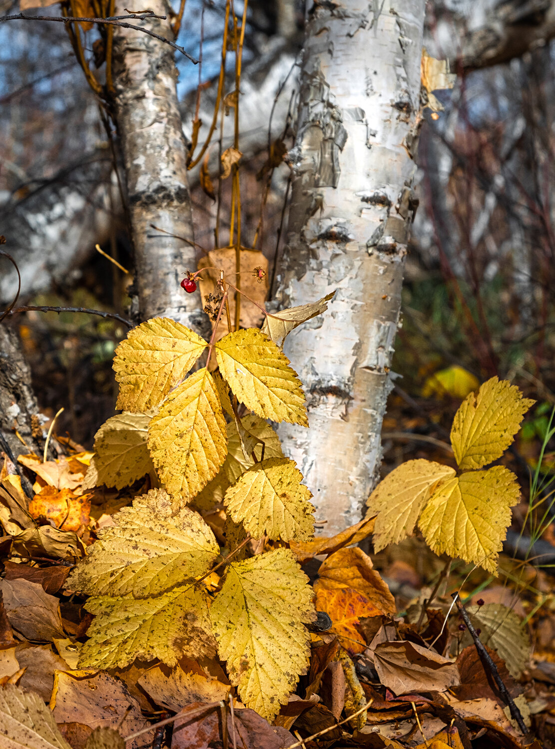 Photo #14146454