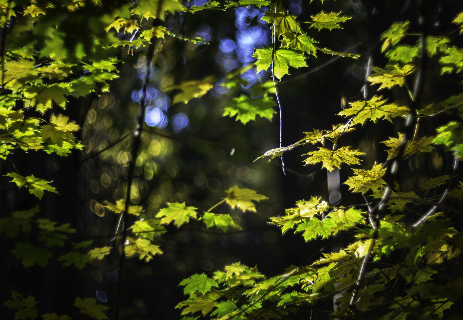 Photo #14146575
