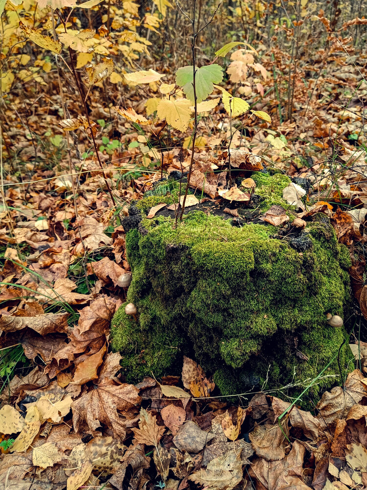 Photograph by Мила