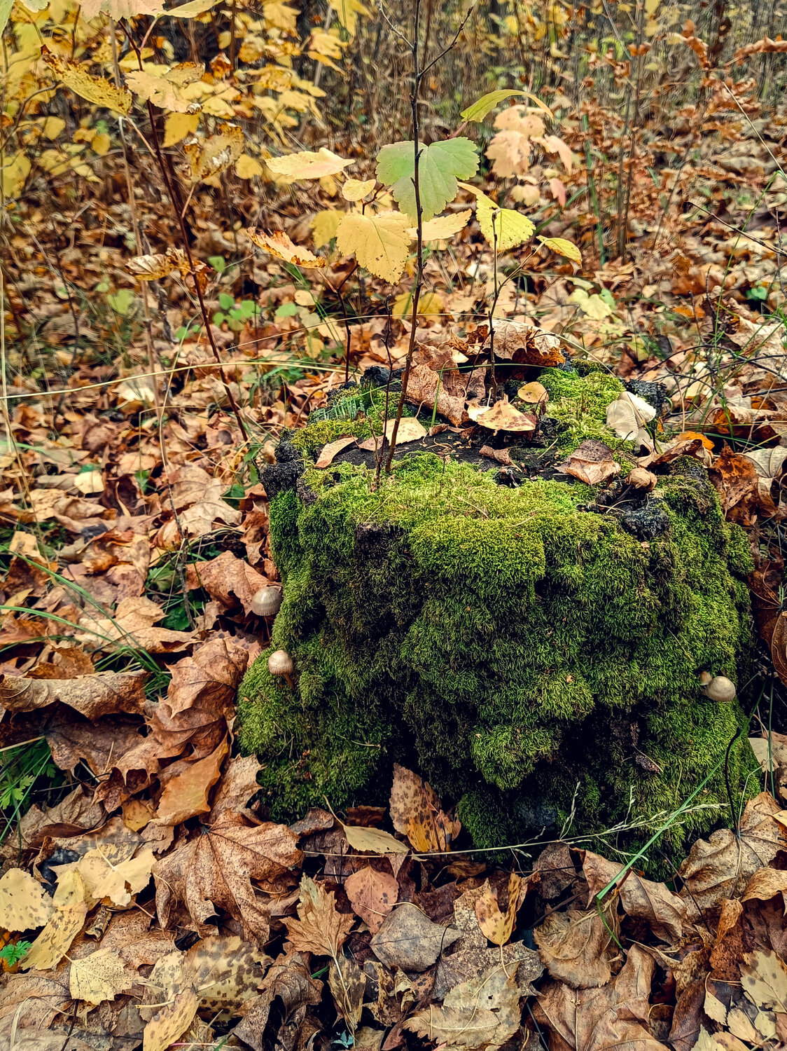 Photo #14146684