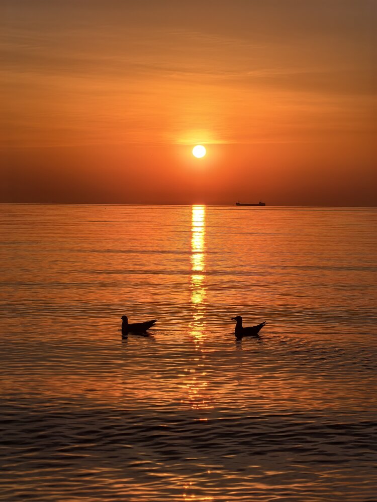 Morning Swim