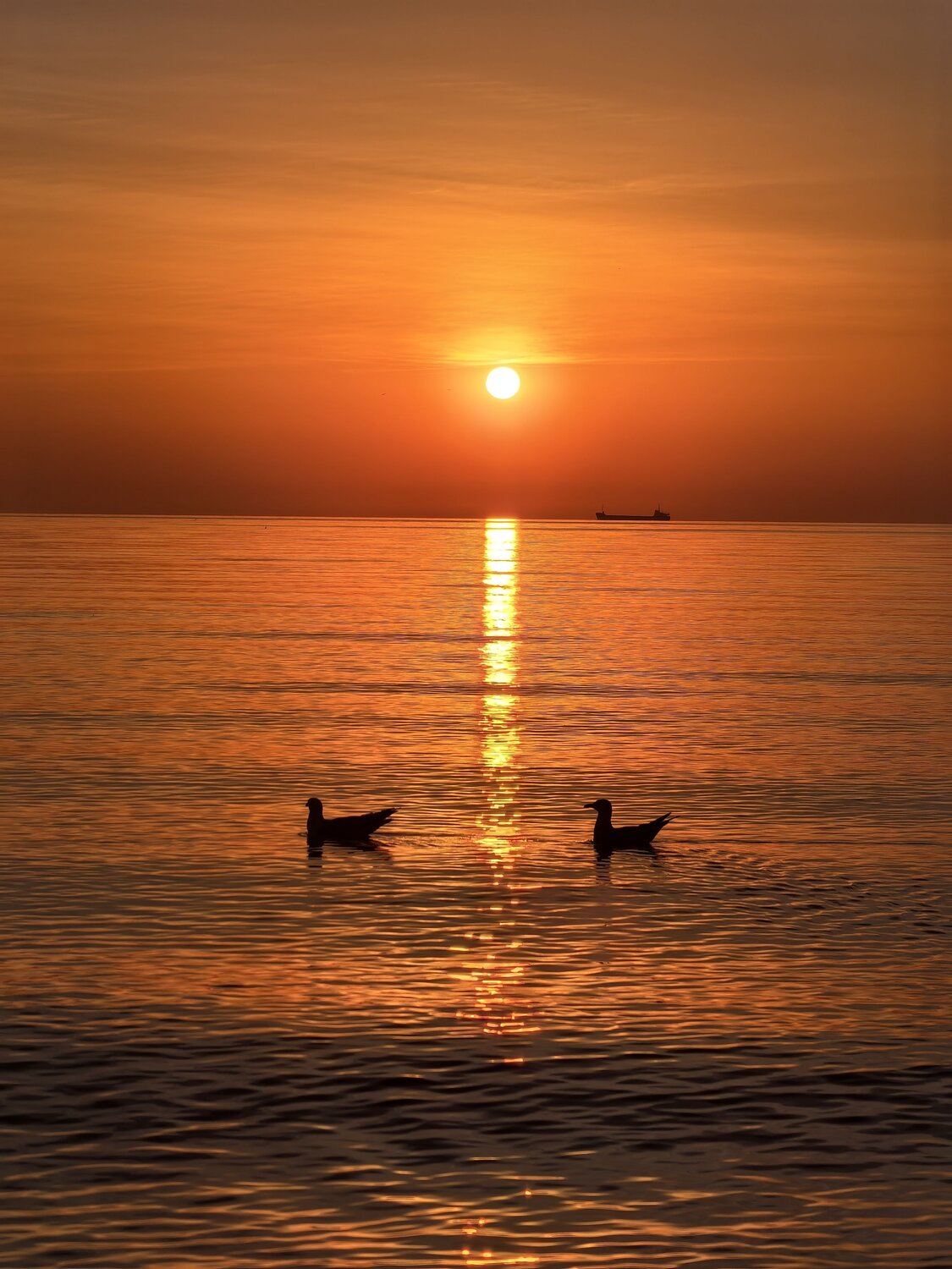 Morning Swim